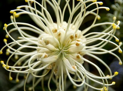Australian native cream