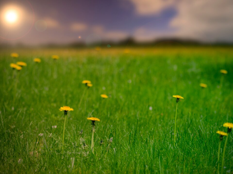 Yellow green sun