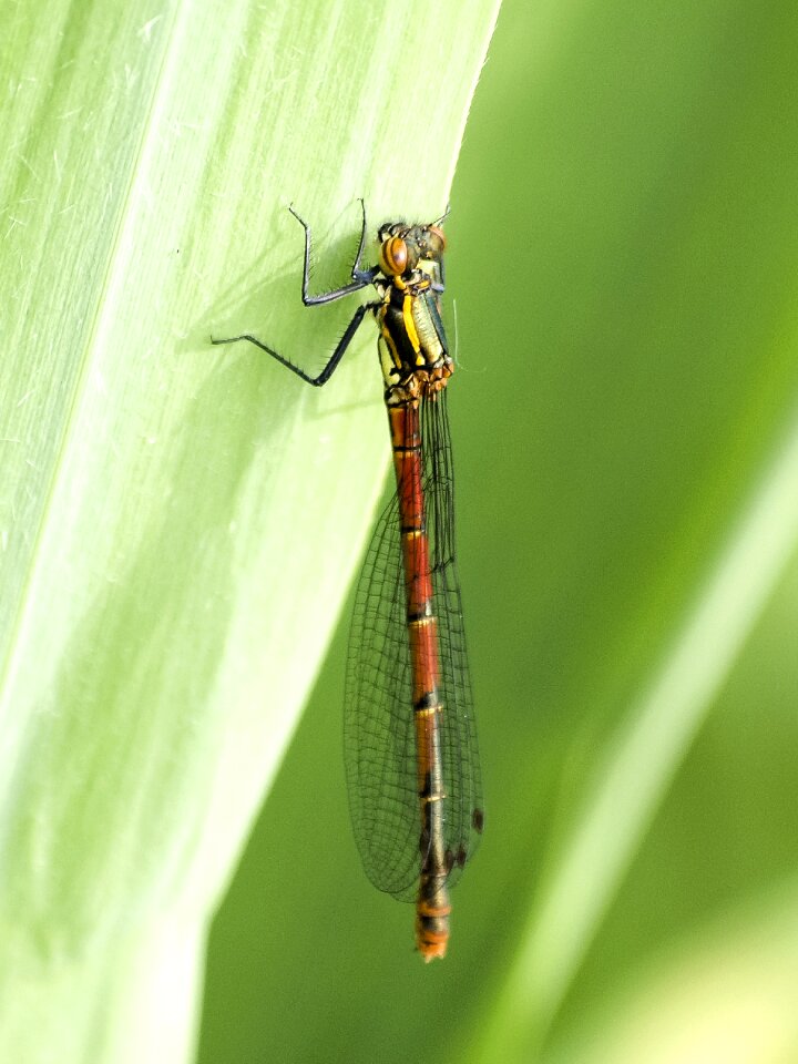 Insect nature animal