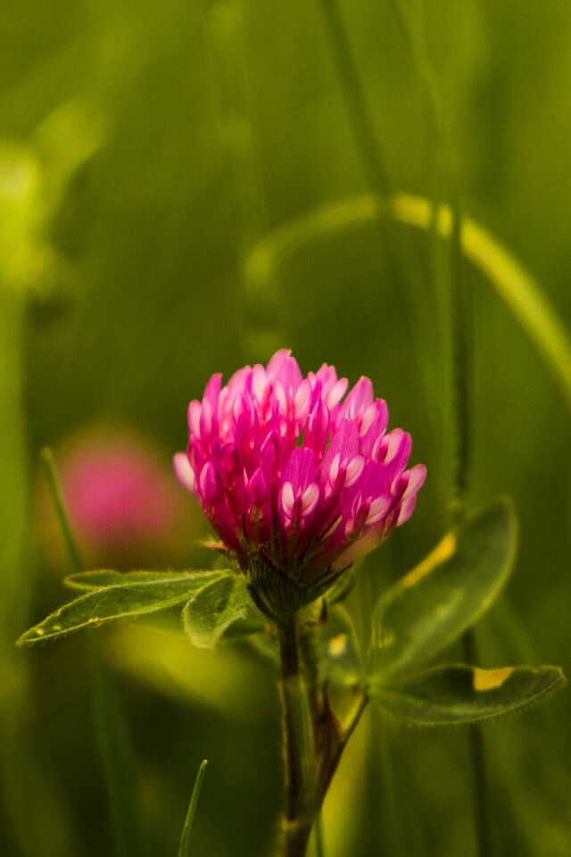 Macro green spring
