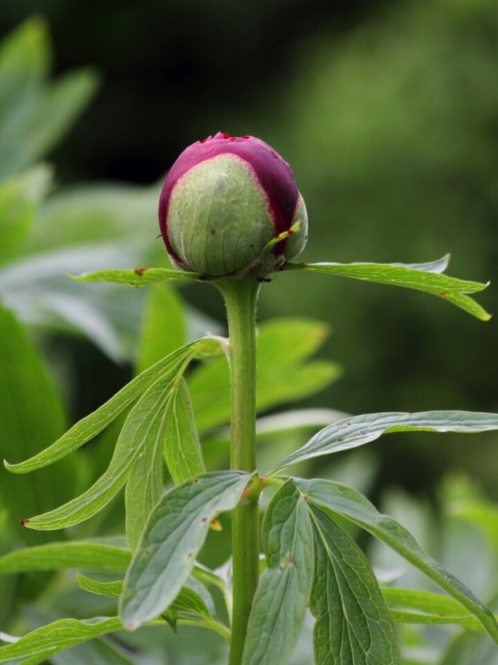 Bloom plant fruchtkapsel