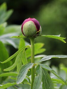 Bloom plant fruchtkapsel