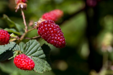 Eat bramble plant