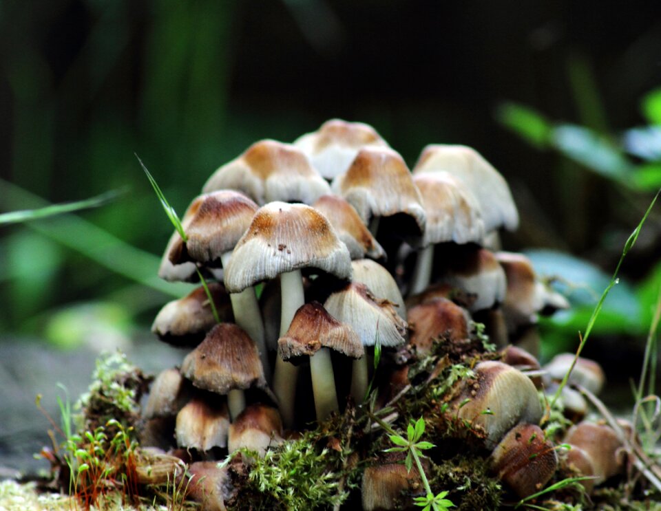 Toxic tree fungus poison