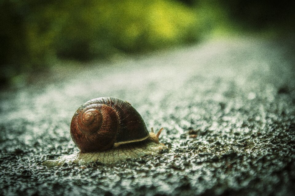 House snail road probe