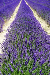 Lavender flowers flowers purple photo