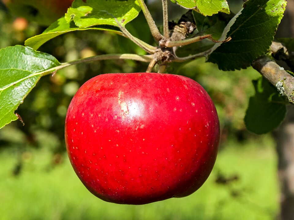 Fruit tree fruit nature