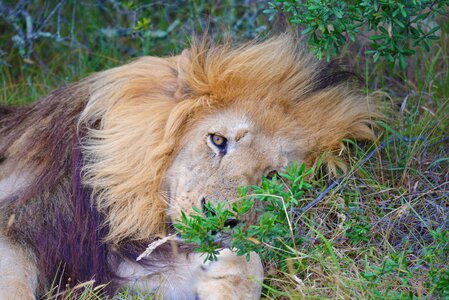 Lion south africa safari