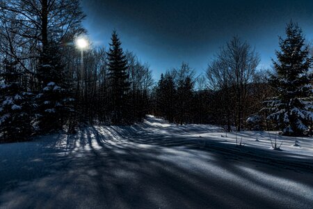 Wintry forest winter forest photo