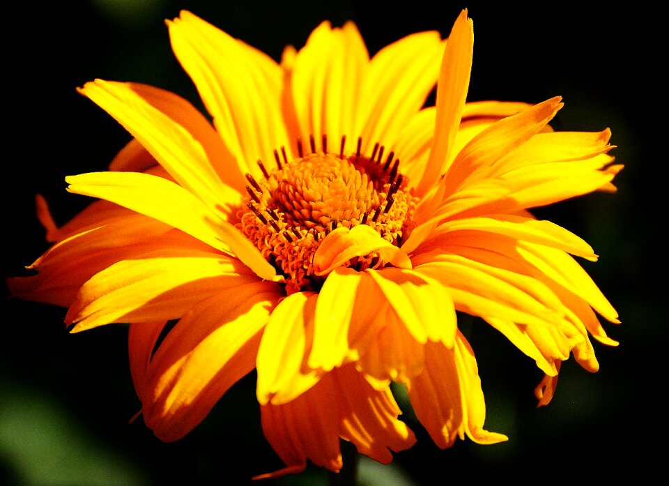 Bloom nature close up