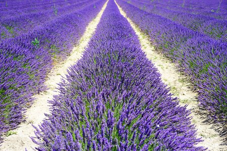 Lavender flowers flowers purple