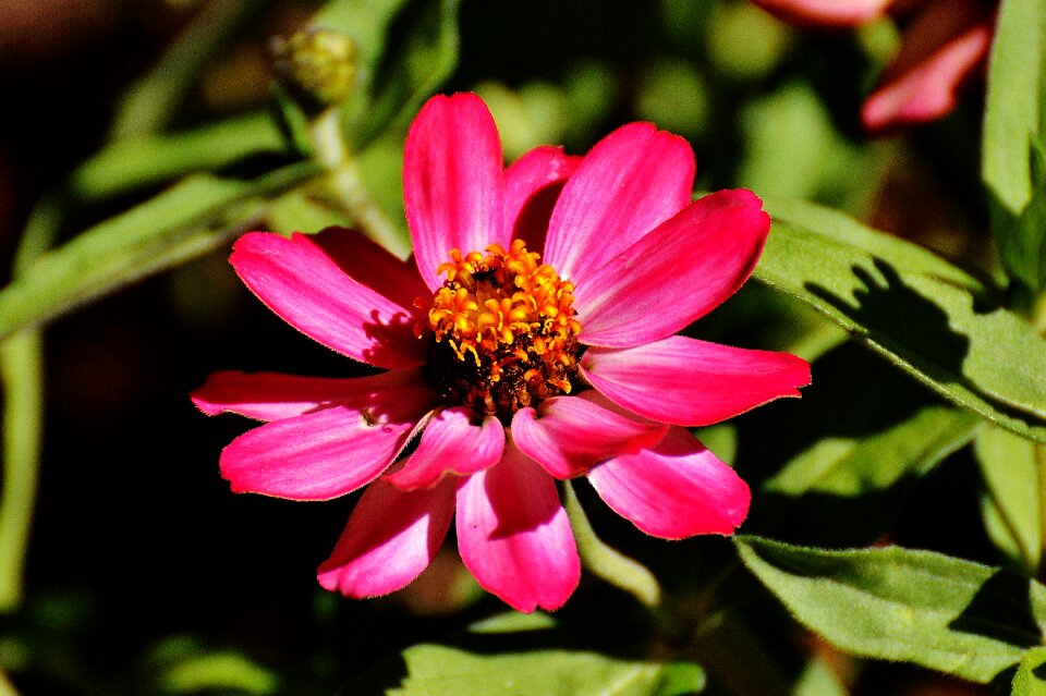 Pink plant summer
