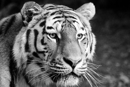 Big cat predator carnivores