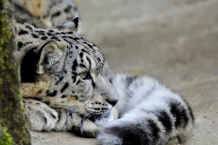 Big cat snow leopards zoo