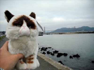 grumpy cat 