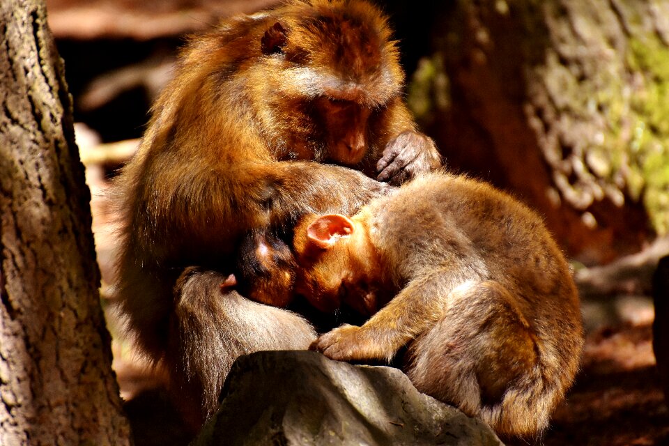 Delouse barbary ape endangered species