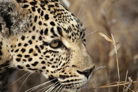 South africa safari cat