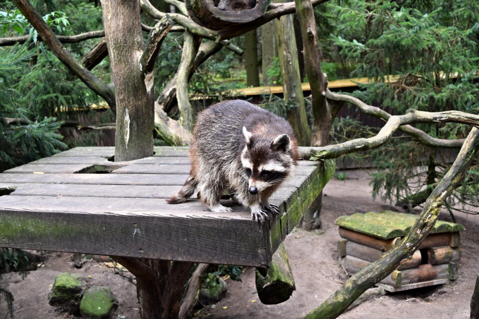 Raccoon outdoor enclosures wildlife park