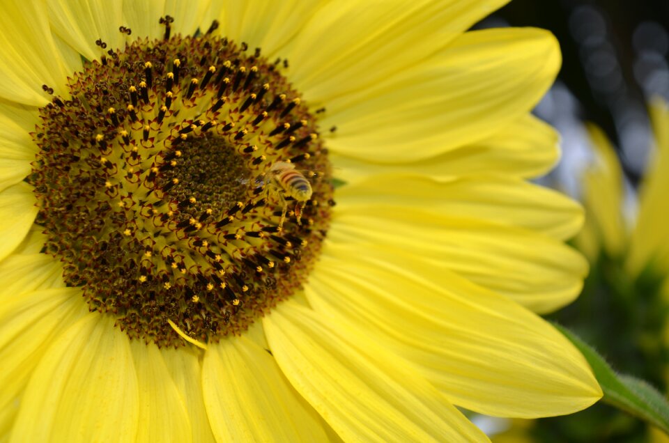 Blossom insect yellow