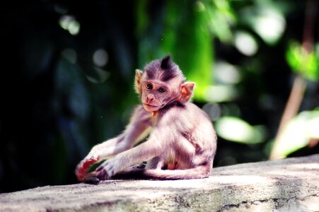 Pensive bali monkey