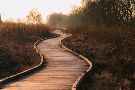 Wooden planks grasses landscape photo