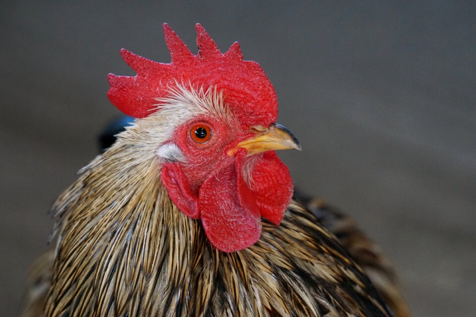 Species hahn bird