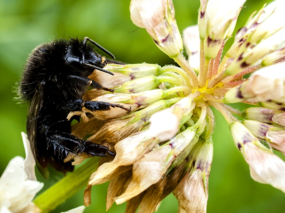 Insect nature animal