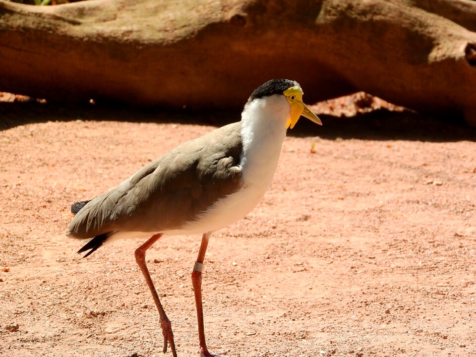 Vanellus miles miles peewit charadriiformes