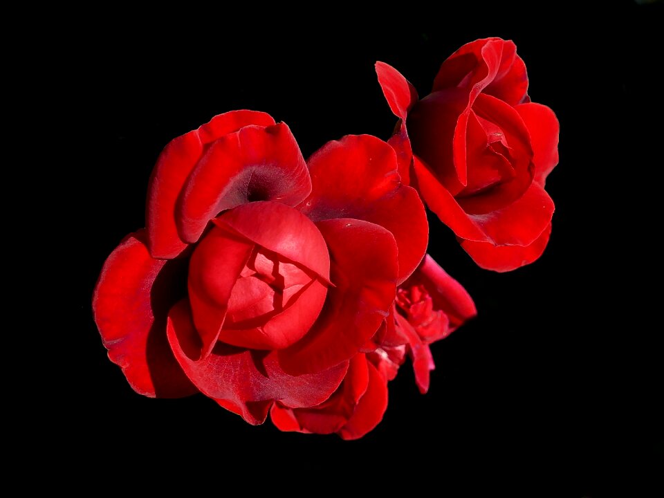 Climbing rose isolated romantic