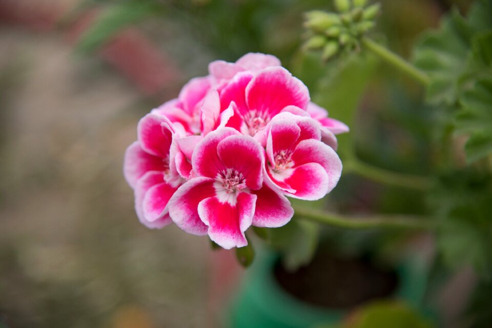 Flower red red flower
