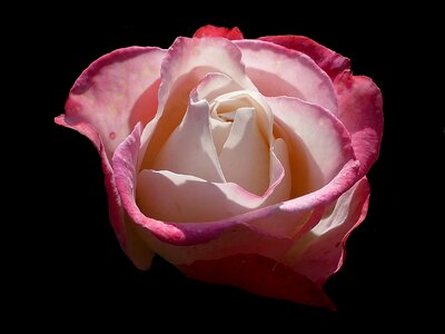 Nostalgia romantic rose bloom