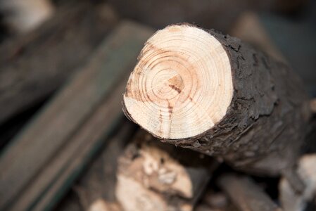 Annual ring growth ring brown growth