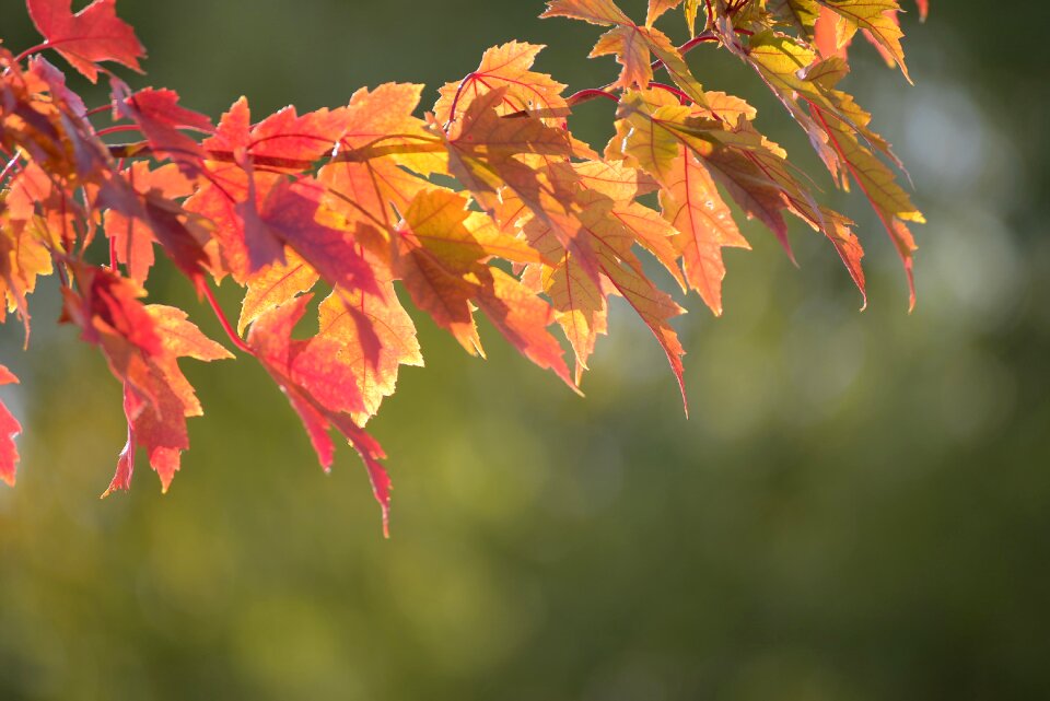 Yellow fall season photo