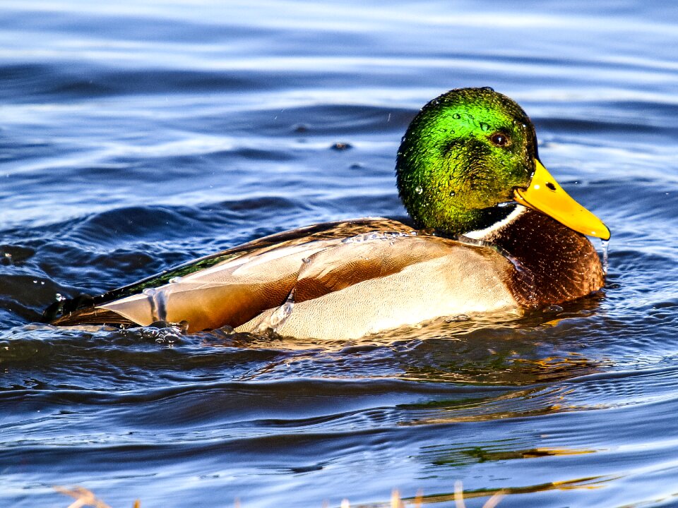 Bird nature animal