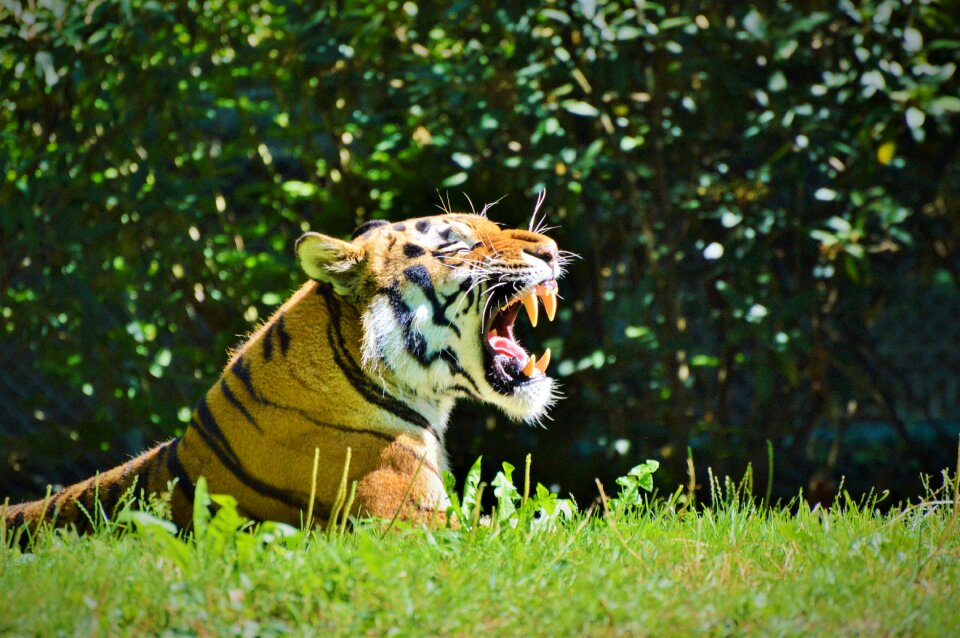 Wildcat dangerous zoo