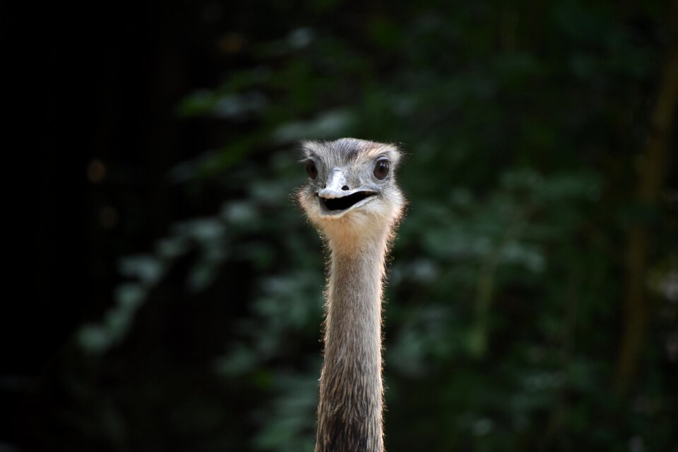 Close-up head animal