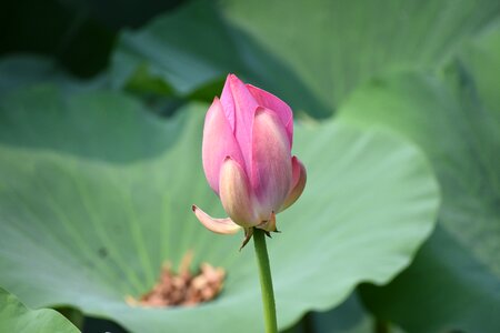 Flower summer beijing zoo