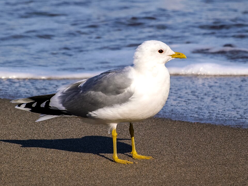 Water bird nature animal