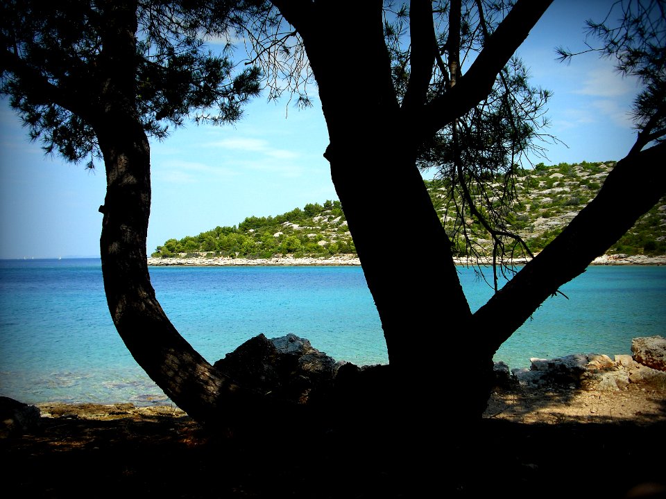 beach with tree photo