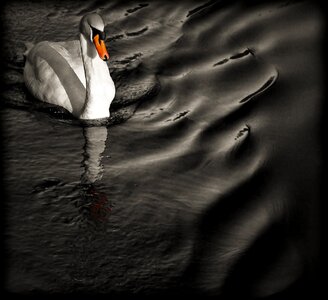 Water animal wildlife