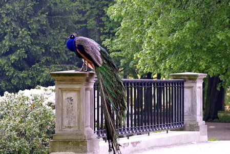 Alley bird blue