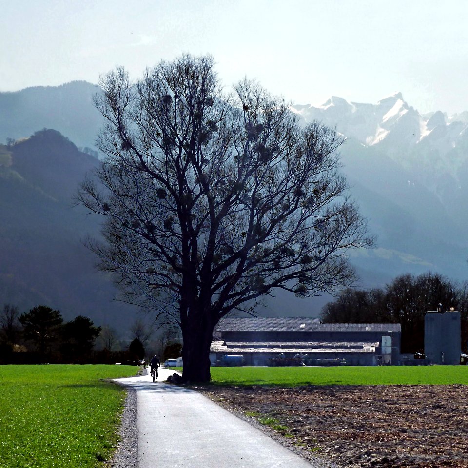 Baum und Misteln. Vaduz, Liechtenstein 