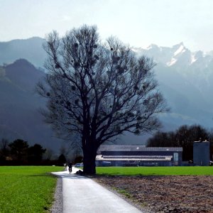 Baum und Misteln. Vaduz, Liechtenstein photo