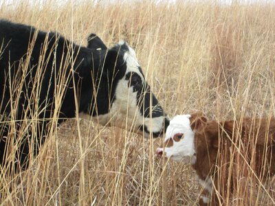 Farm animal beef photo