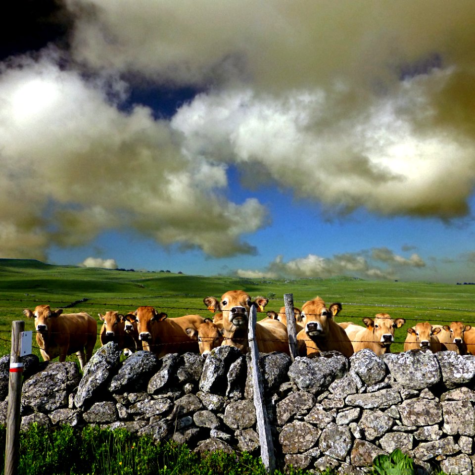 Aubrac, France photo