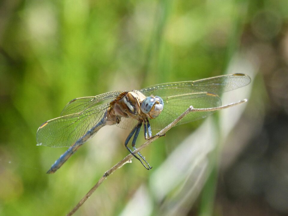 Winged insect detail beauty