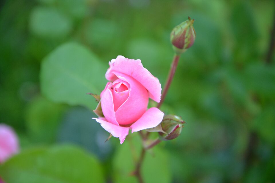 Petals nature plant