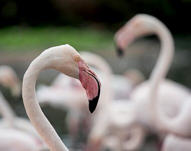 Phoenicopterus roseus bird pink photo