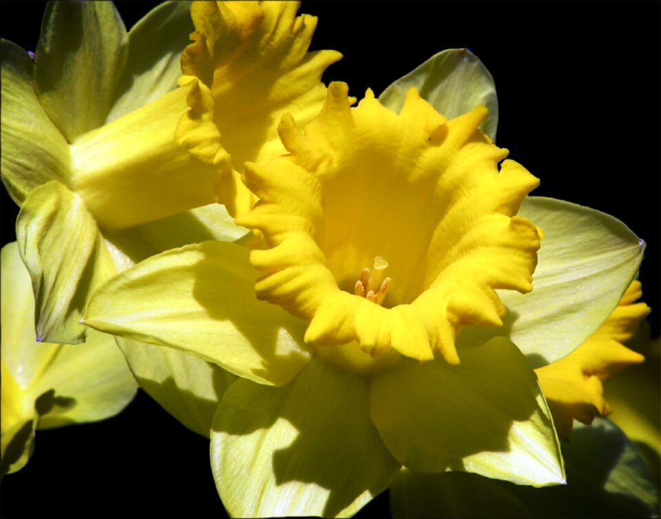 Nature floral blossom