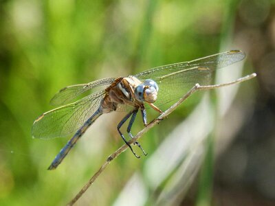 Winged insect detail beauty